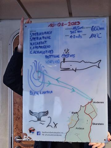 Auf Walsafari in Andenes 13 0810 195844 safarifazit r