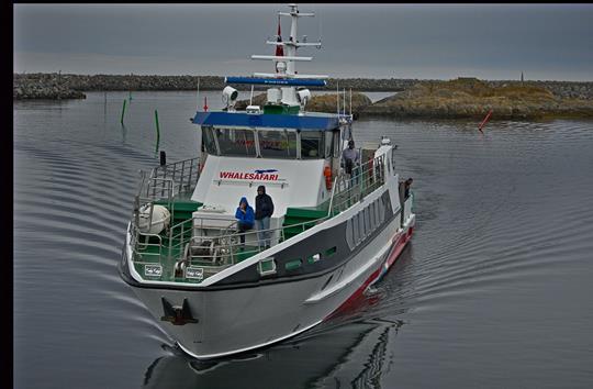 Auf Walsafari in Andenes 3 img 0730 safariboot r