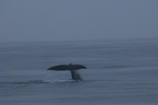 Auf Walsafari in Andenes 10 img 1075 flosse r