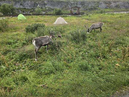 Wanderung zur Gorsabrua 3 rentiere 082927 r