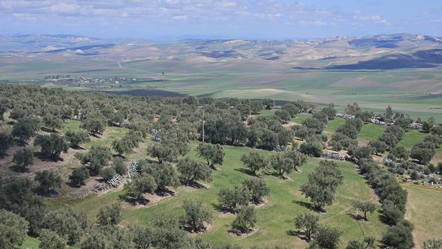 Wir mußten nach Meknès 3 meknes 123933 r