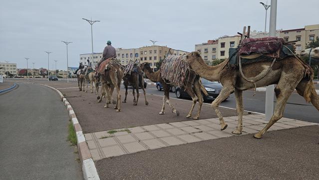 Essaouira - Viele Touristen 21 essaouira 101237 r